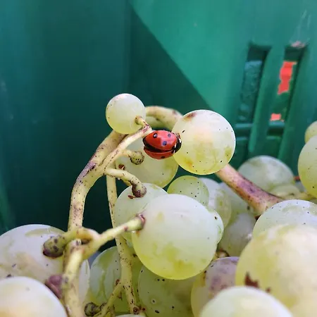 Casa Del Colombaio *