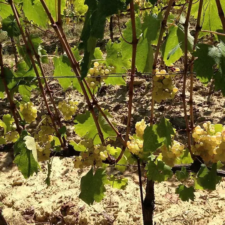 Casa Del Colombaio * San Gimignano