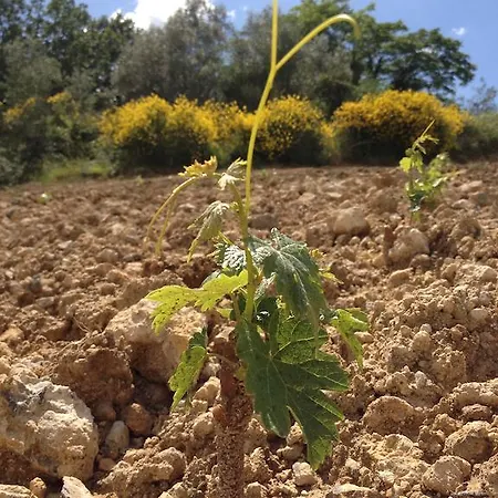 Casa Del Colombaio *